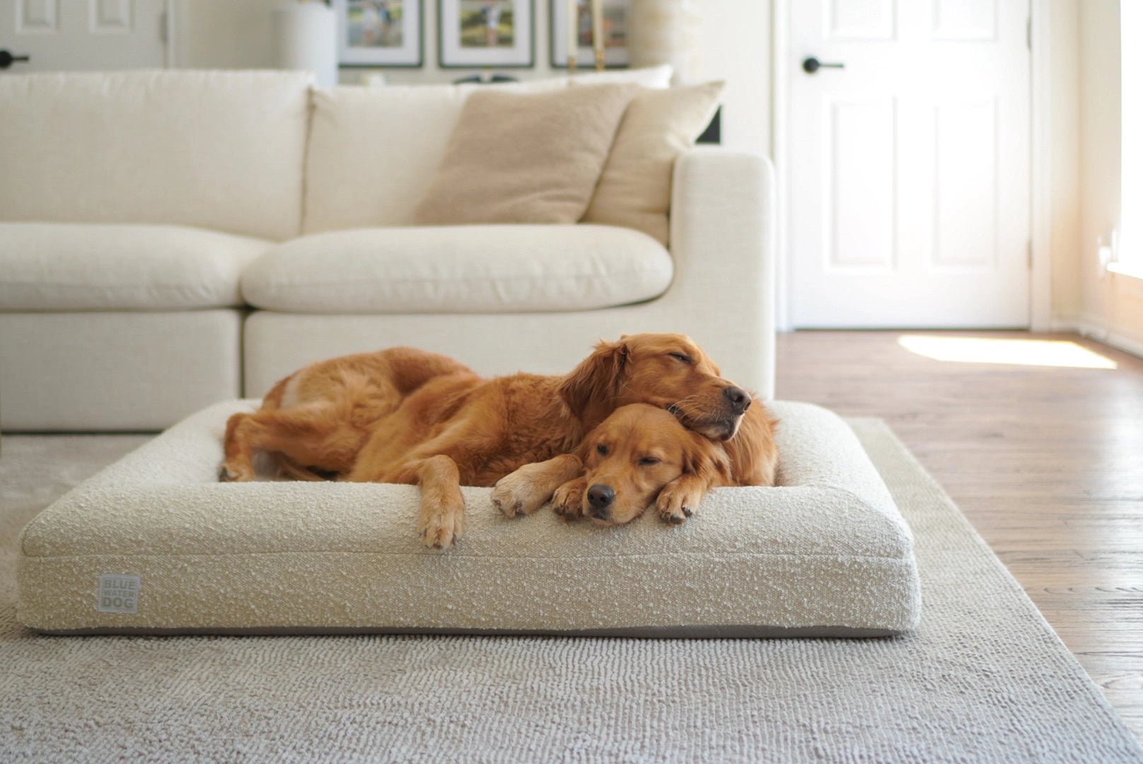 Two Golden Retrievers laying on a large, cloud-colored orthopedic memory foam boucle dog bed.