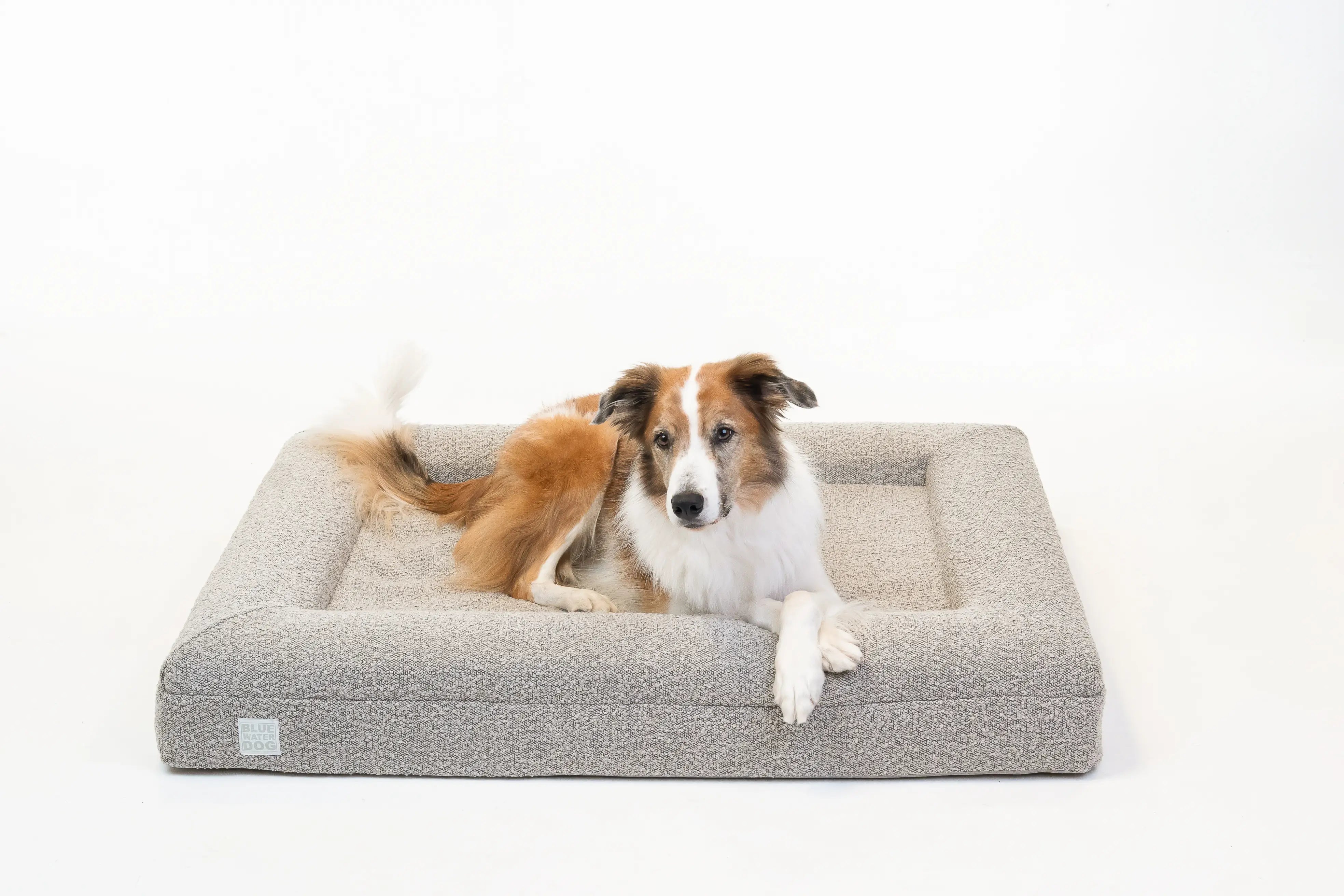 Border Collie laying on a large, sand-colored orthopedic memory foam boucle dog bed