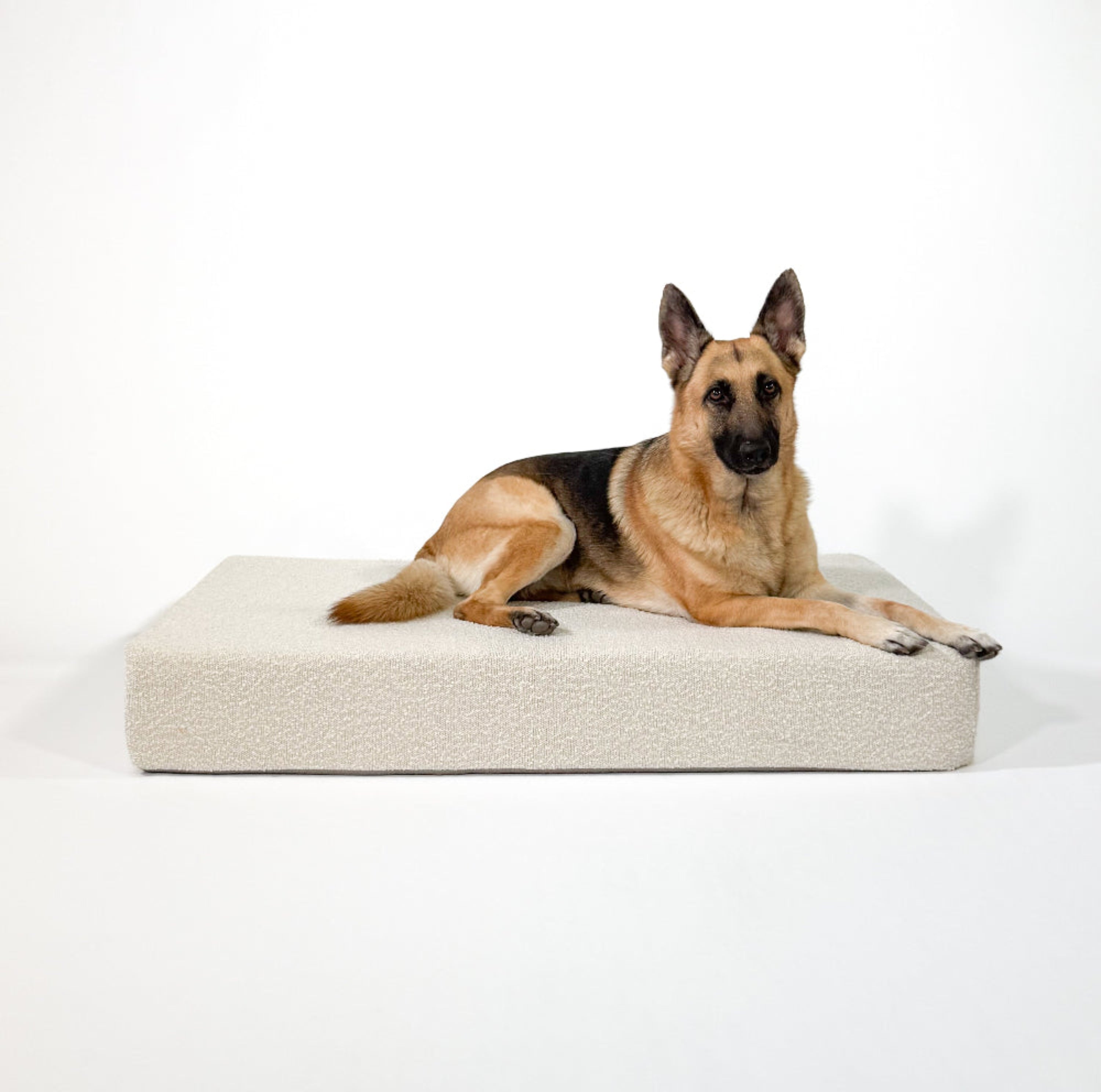 German Shepherd lying on a large dog bed against a white background