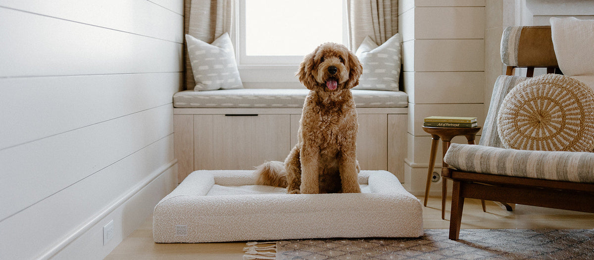 A golden doodle dog sits on a cream bouclé pet bed in a bright, modern living room with white shiplap walls, a window seat, and a wooden chair.