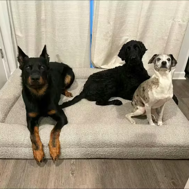 Three dogs of different breeds sitting on an extra large Bluewater Dog bouclé bed