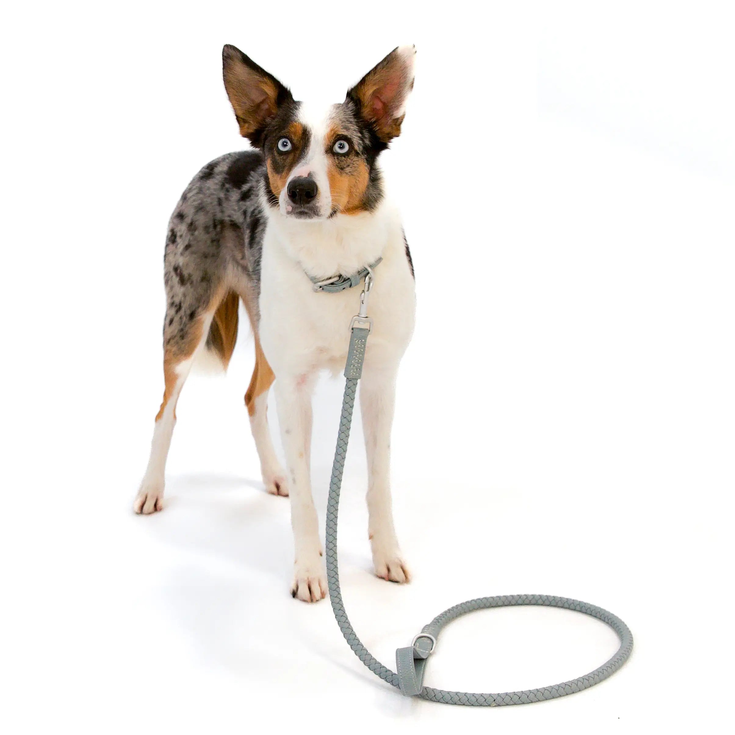 Bluewater Dog Collar in London