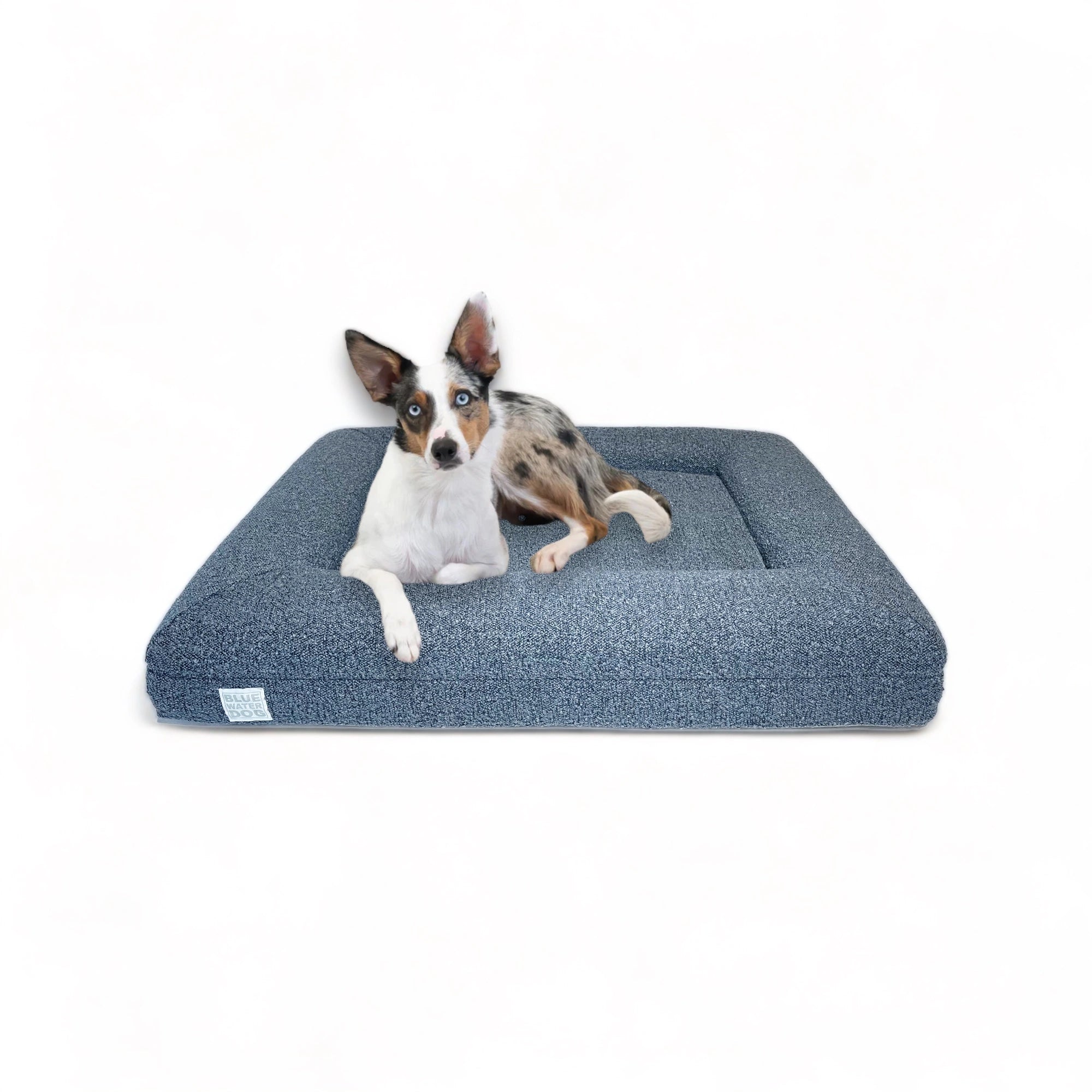 Border Collie laying on a medium, blue-colored orthopedic memory foam boucle dog bed