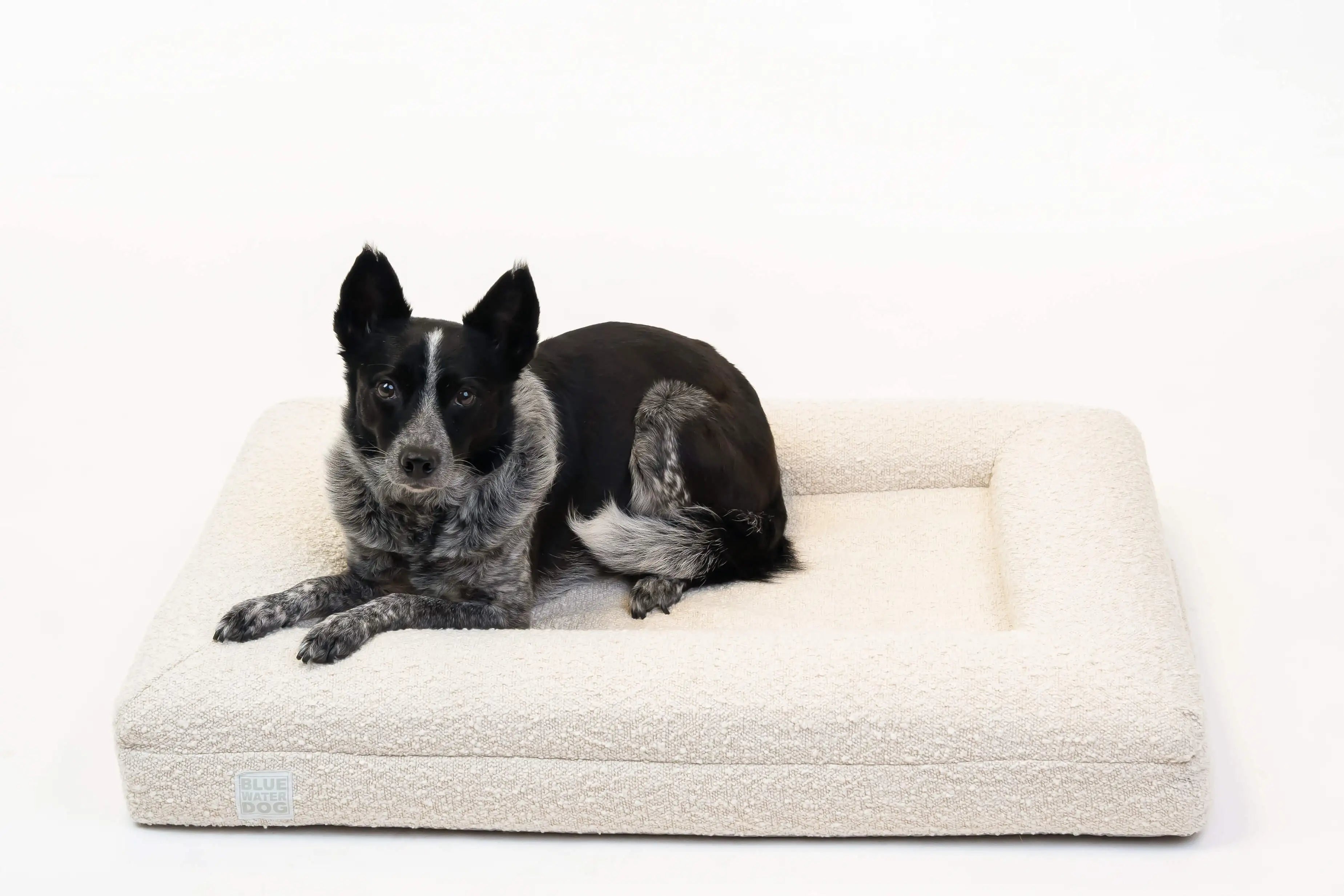 Australian Cattle Dog laying on a medium, cloud-colored orthopedic memory foam boucle dog bed
