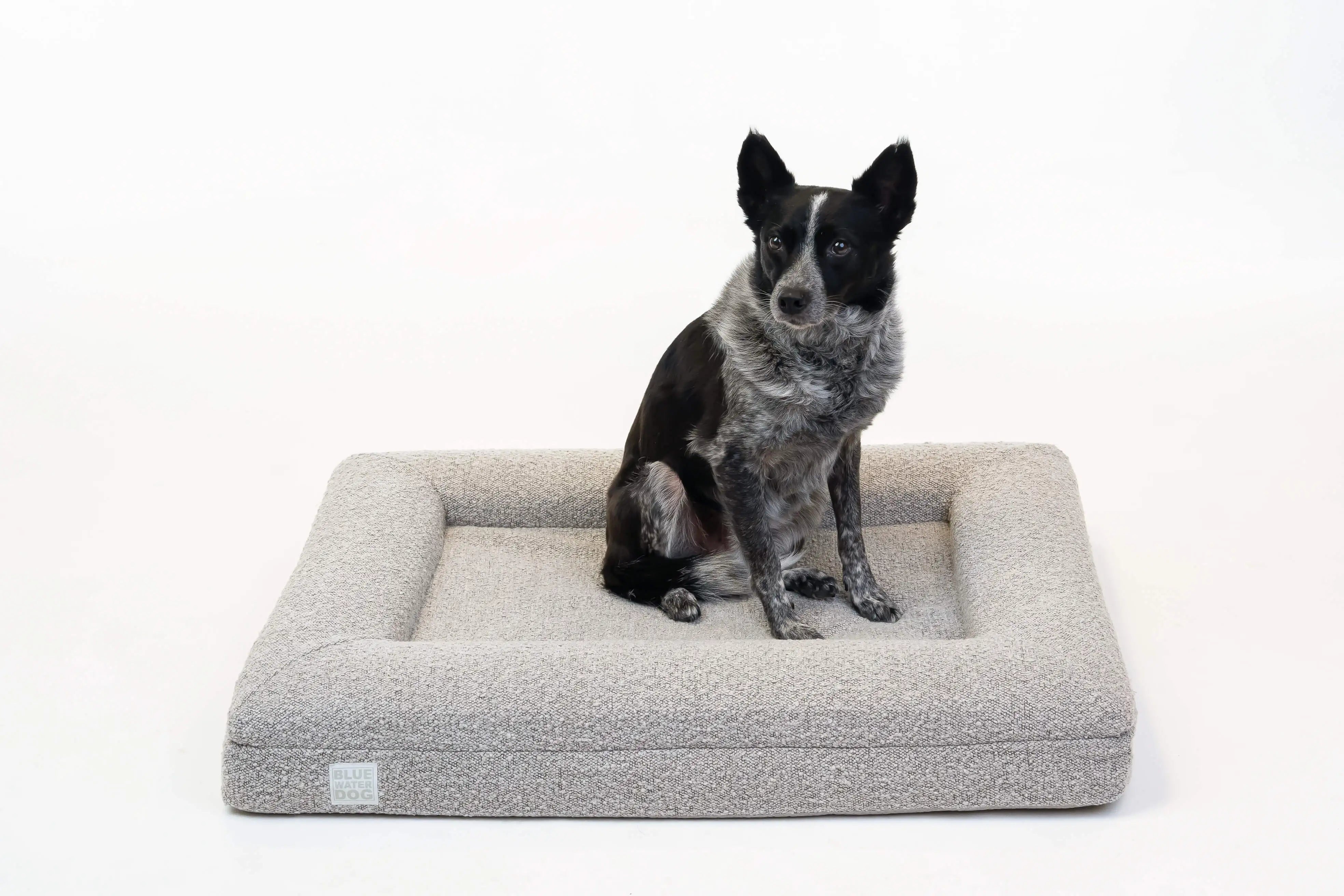 Australian Cattle Dog sitting on a medium, sand-colored orthopedic memory foam boucle dog bed.