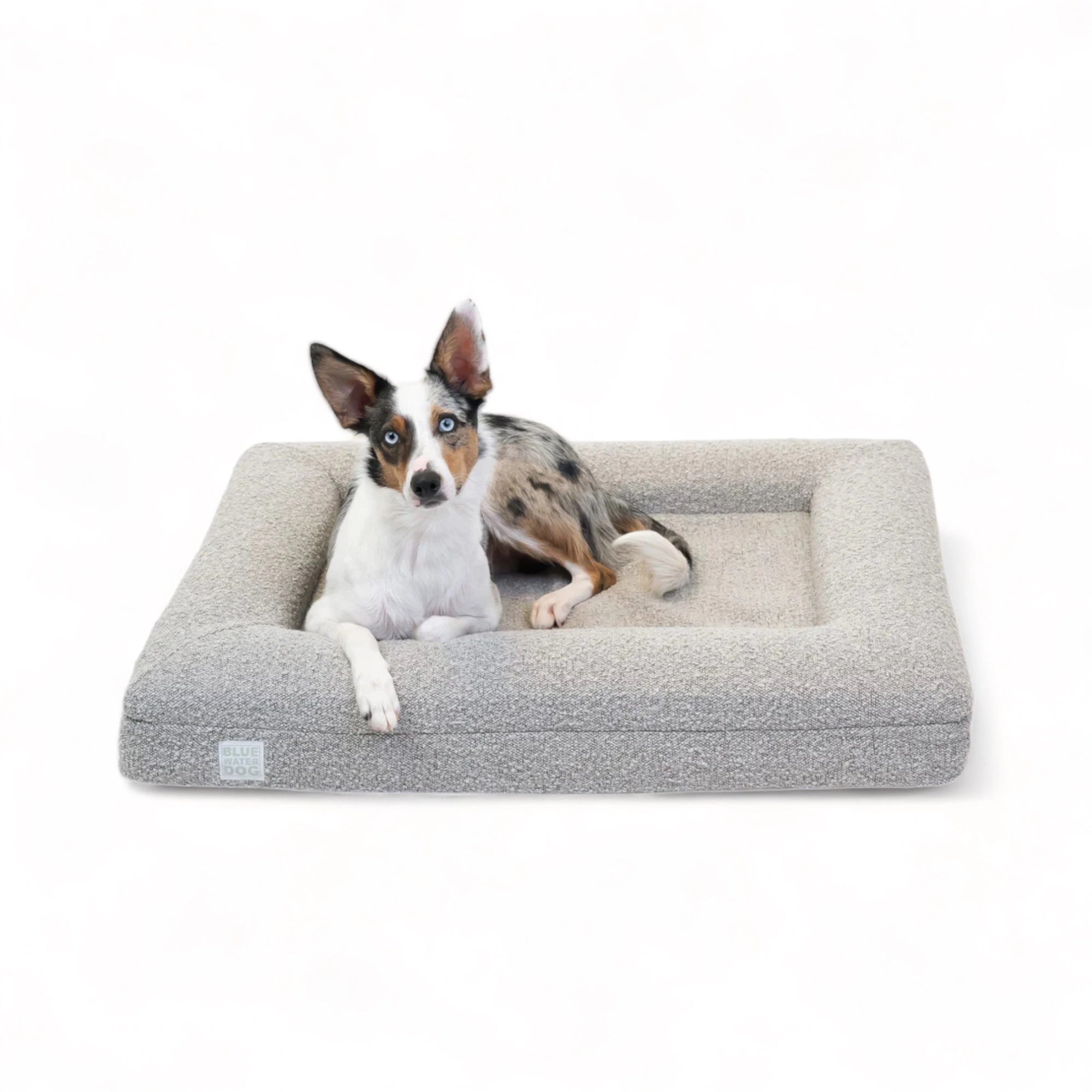 Border Collie sitting on a medium, sand-colored orthopedic memory foam boucle dog bed.