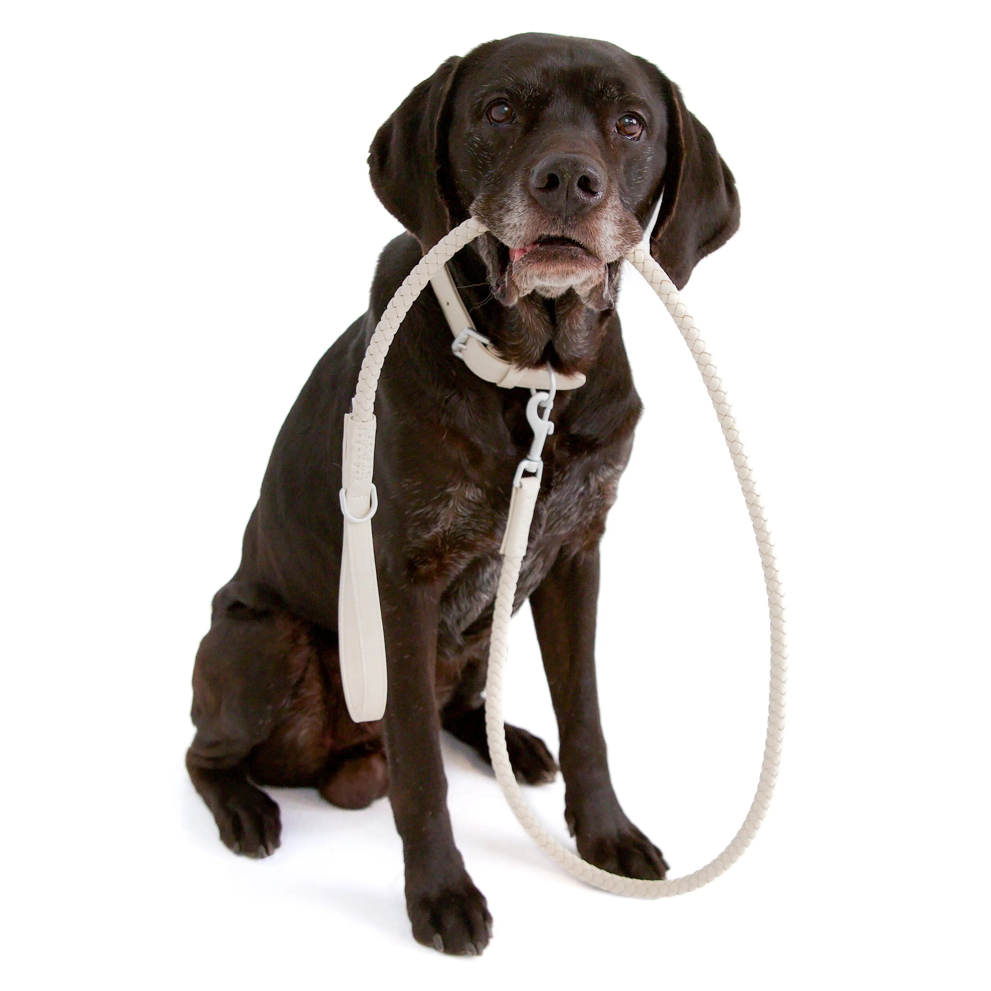 Bluewater Dog Collar in Oyster