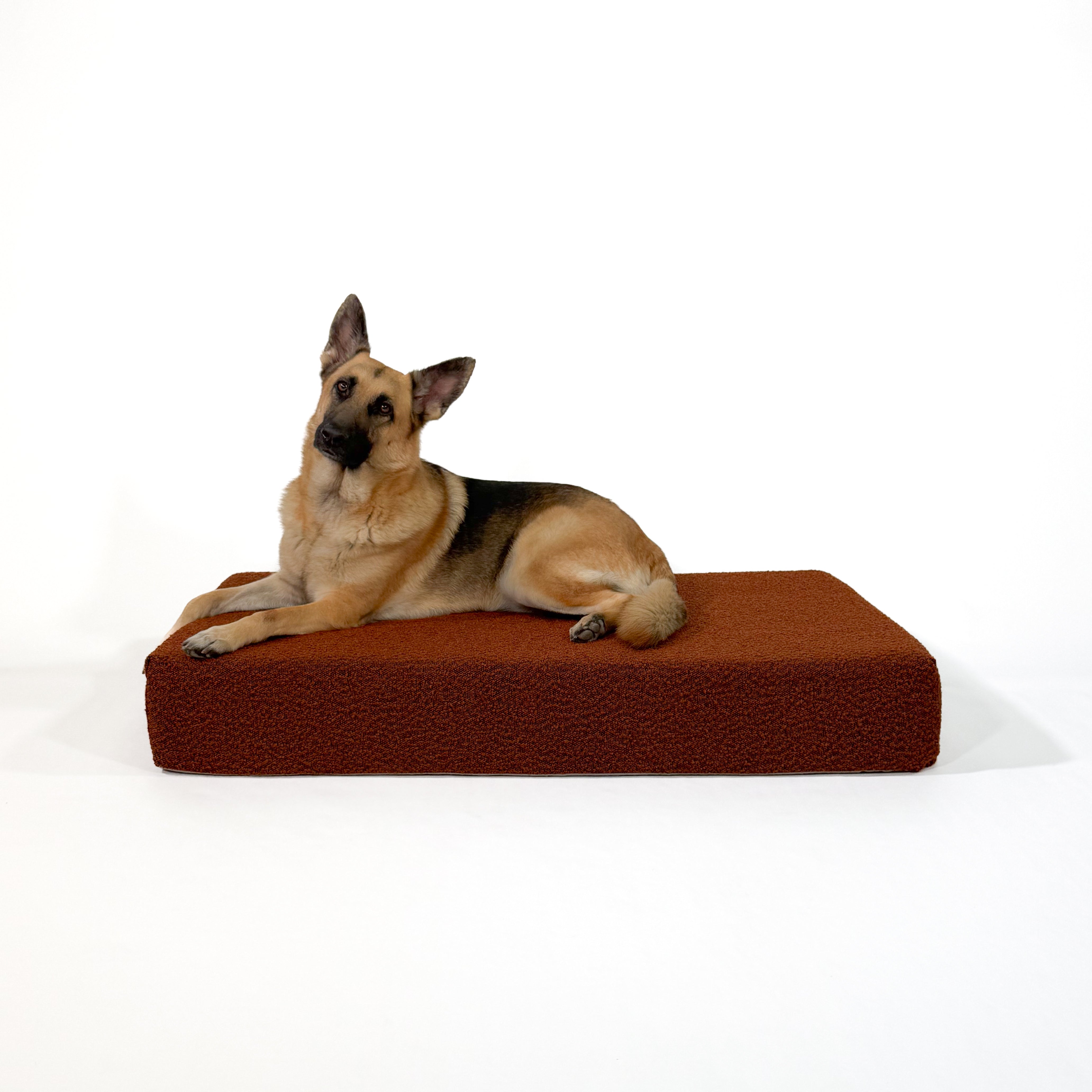 Dog lying on a pumpkin spice colored dog bed against a white background