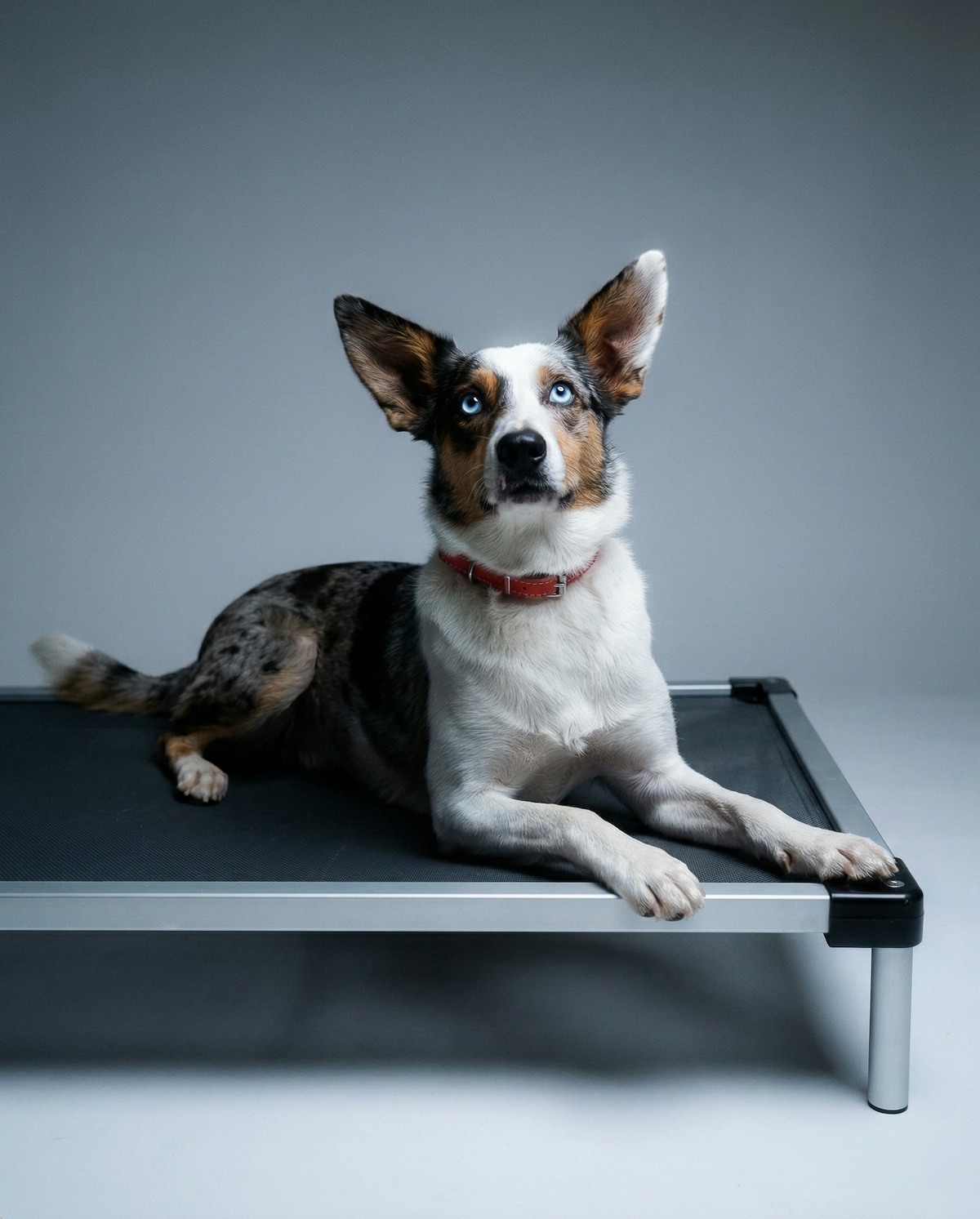 Elevated Dog Bed (Aluminum)