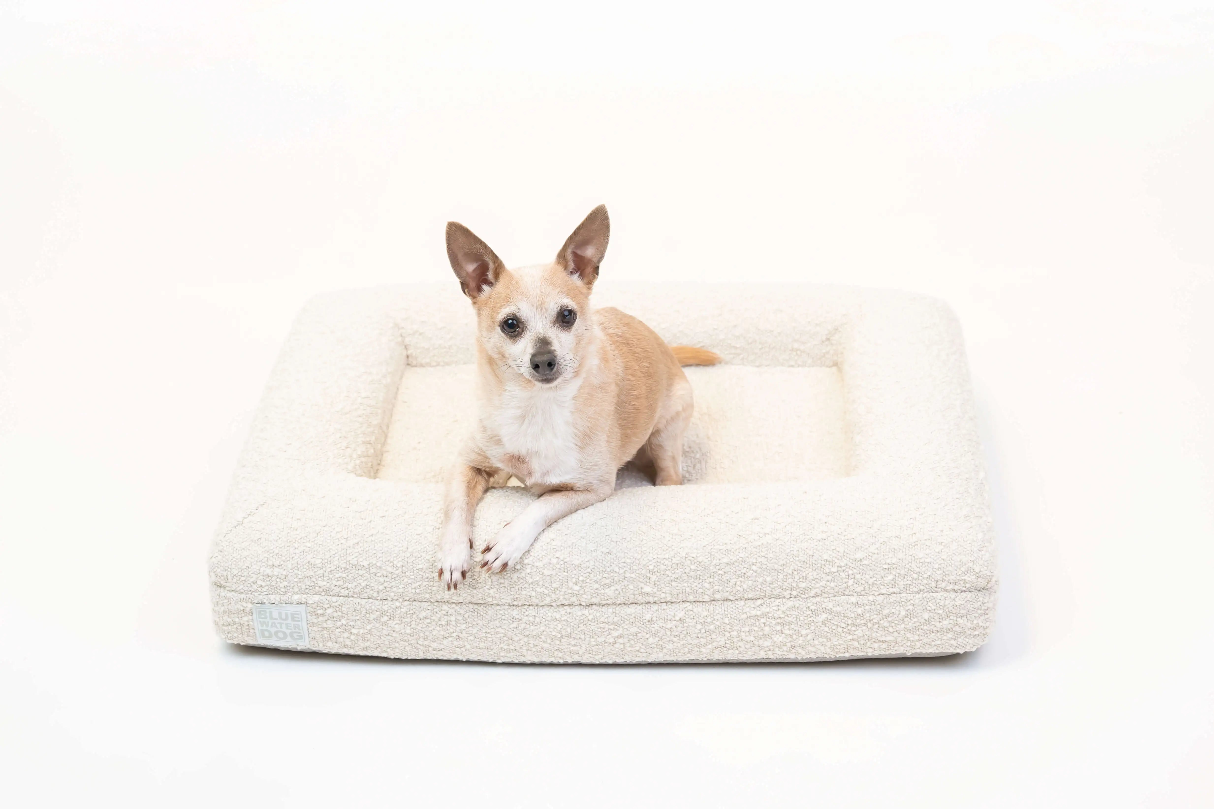 Chihuahua laying on a small, cloud-colored orthopedic memory foam boucle dog bed