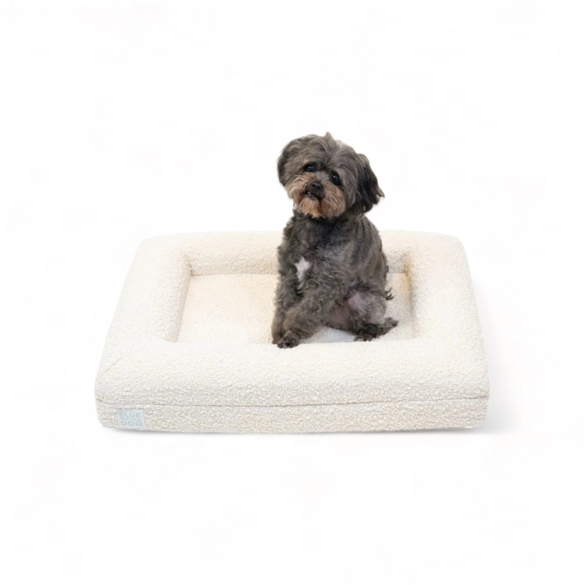 Shihpoo sitting on a small, cloud-colored orthopedic memory foam boucle dog bed