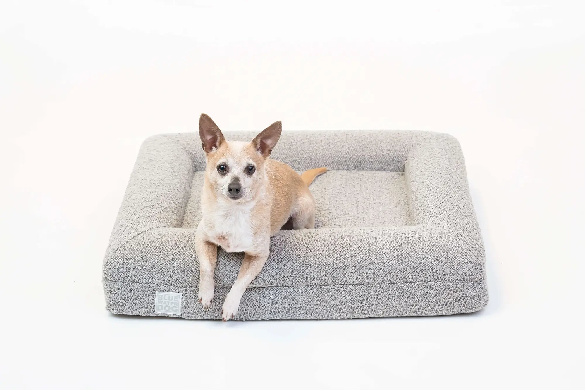 Chihuahua laying on a small, sand-colored orthopedic memory foam boucle dog bed.