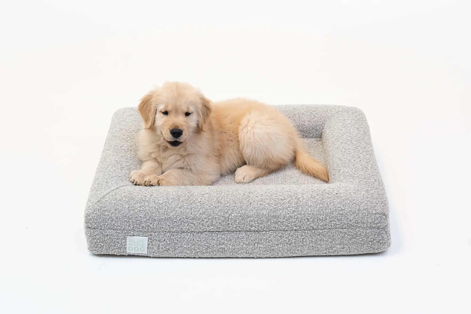 Golden Retriever puppy laying on a small, sand-colored orthopedic memory foam boucle dog bed.