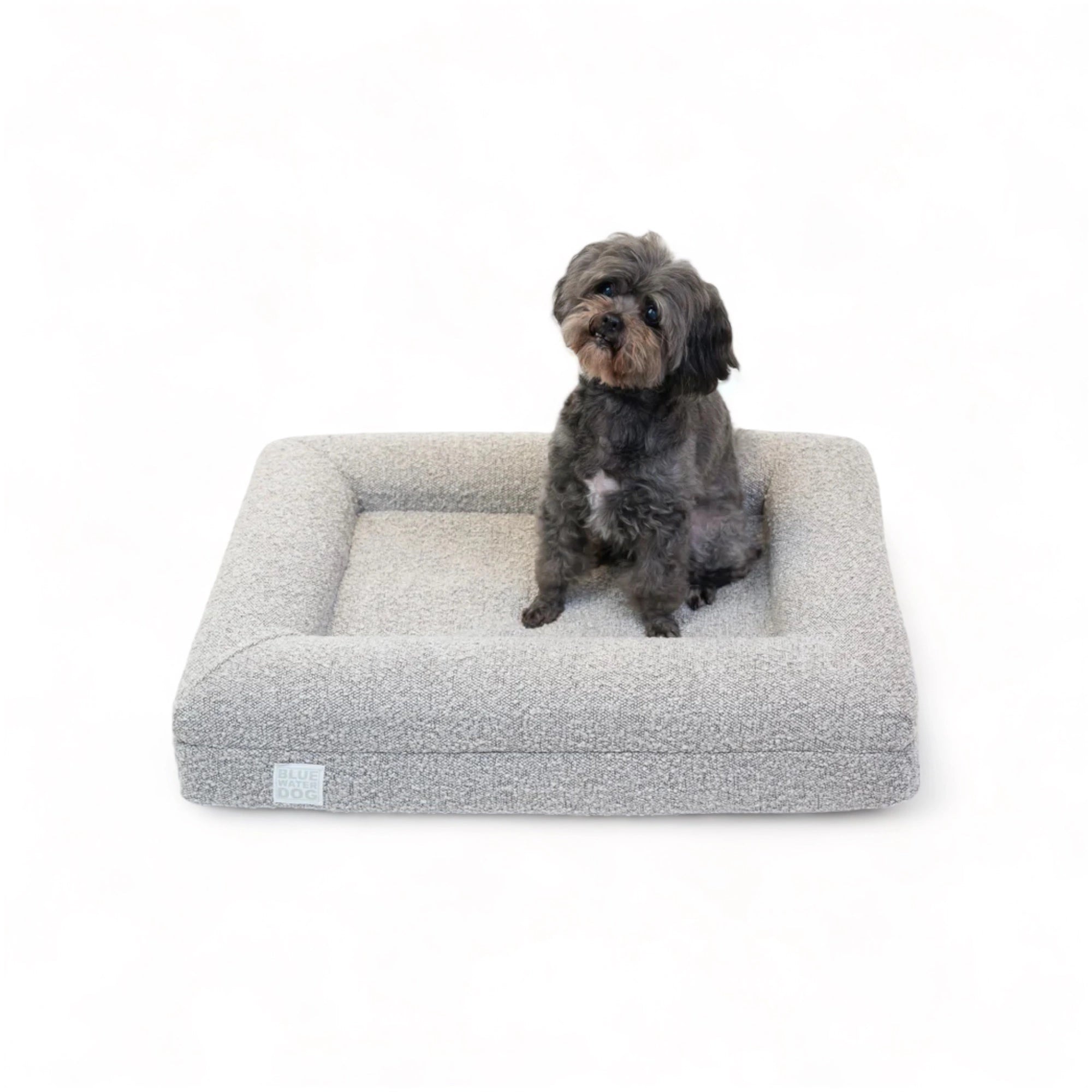 Shihpoo sitting on a small, sand-colored orthopedic memory foam boucle dog bed.