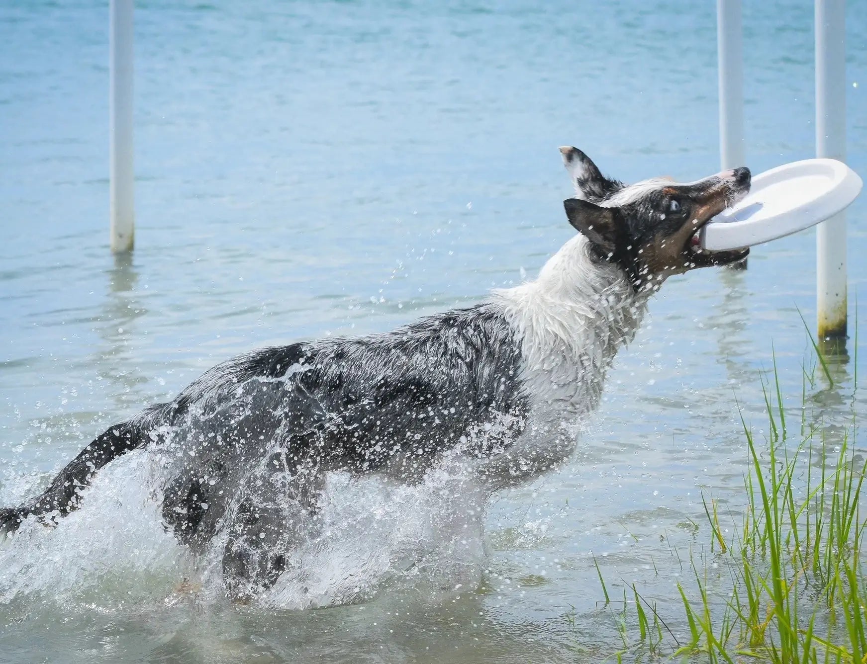 Border Collie is about to jump and catch a white dog frisbee in the water.