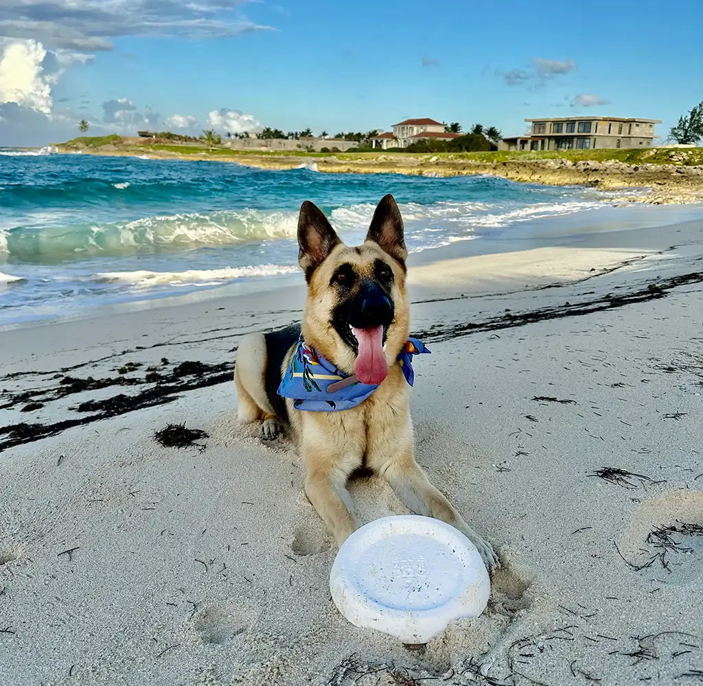 German Shepherd laying on the beach with a white dog frisbee in front of it.