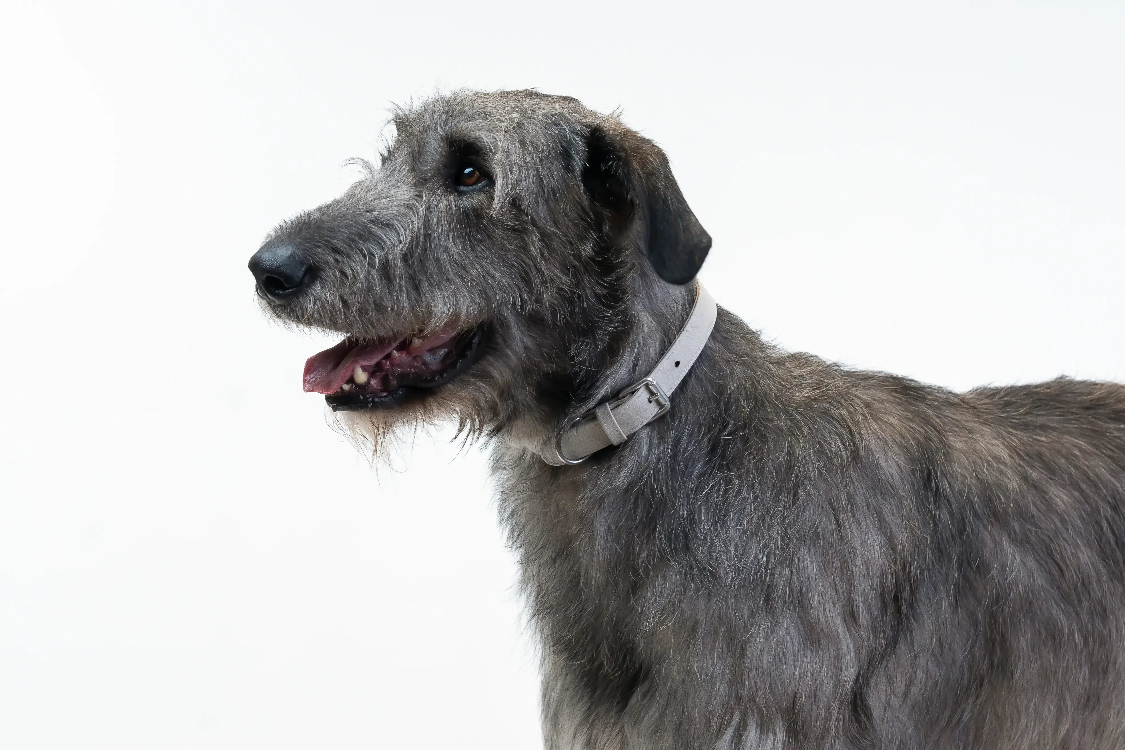 Irish Wolfhound wearing a waterproof and durable dog collar with vegan leather and marine grade anodized aluminum hardware in the color oyster.