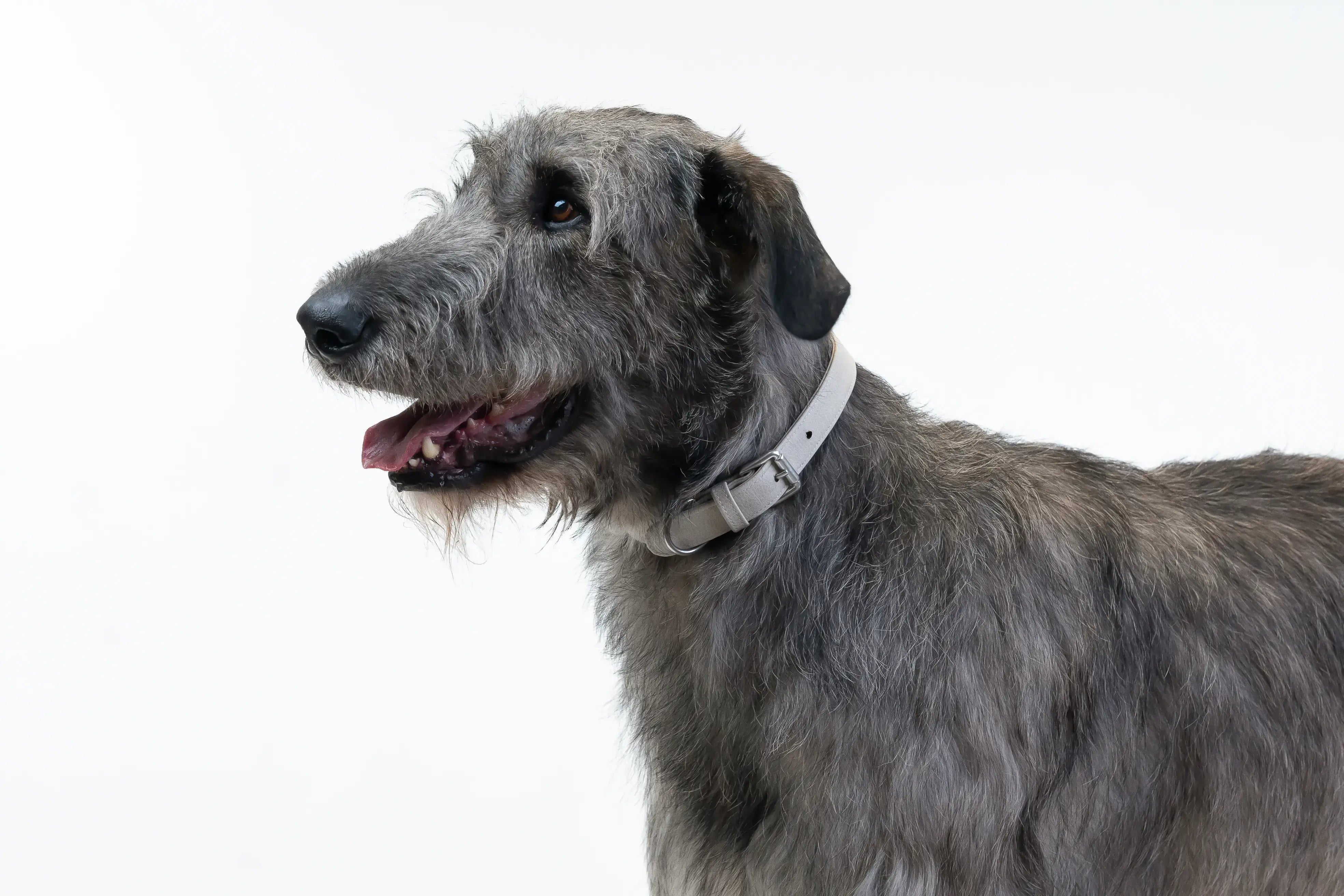 Best collar sales for irish wolfhound