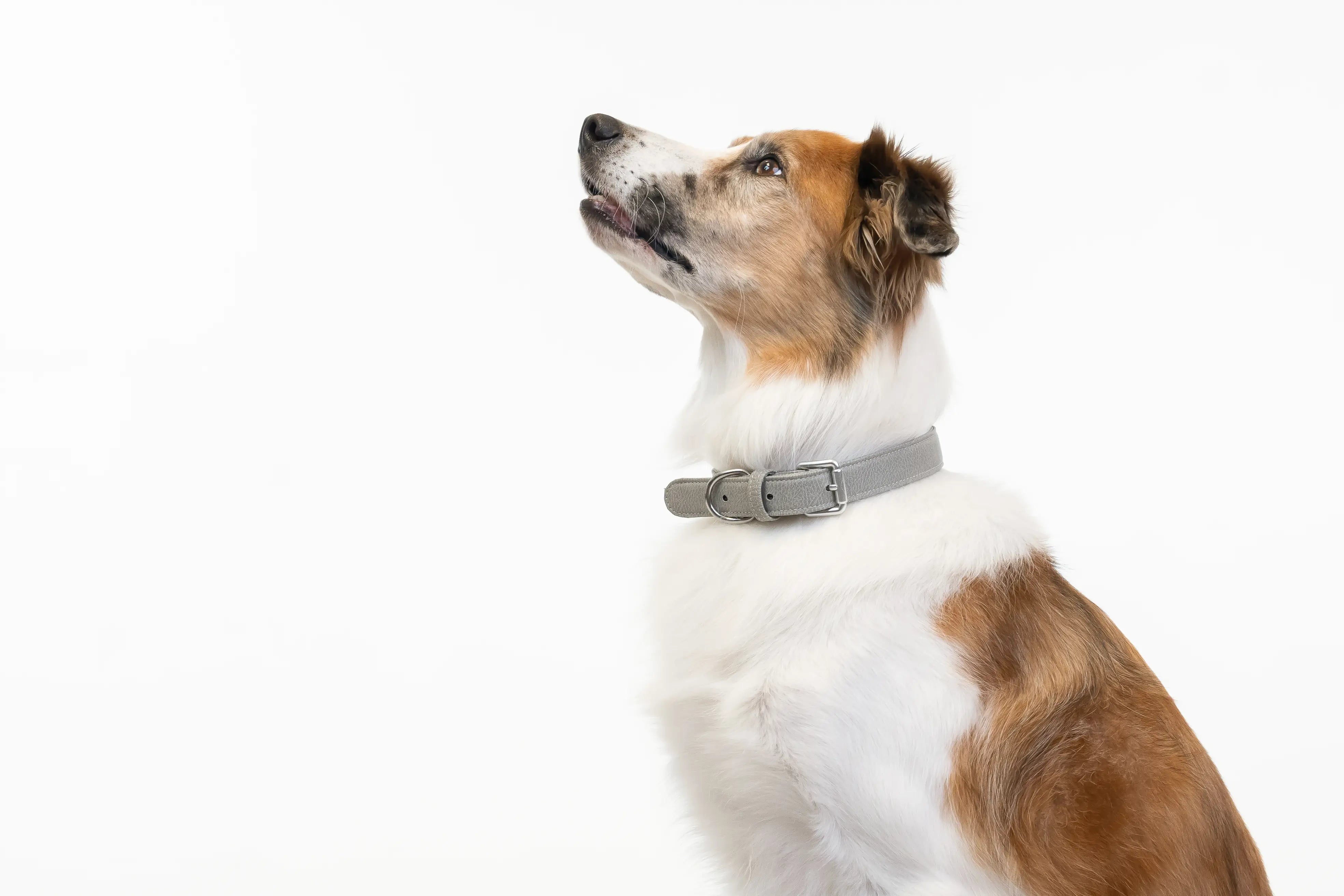 Border Collie wearing a waterproof and durable dog collar with vegan leather and marine grade anodized aluminum hardware in the color winter gray.
