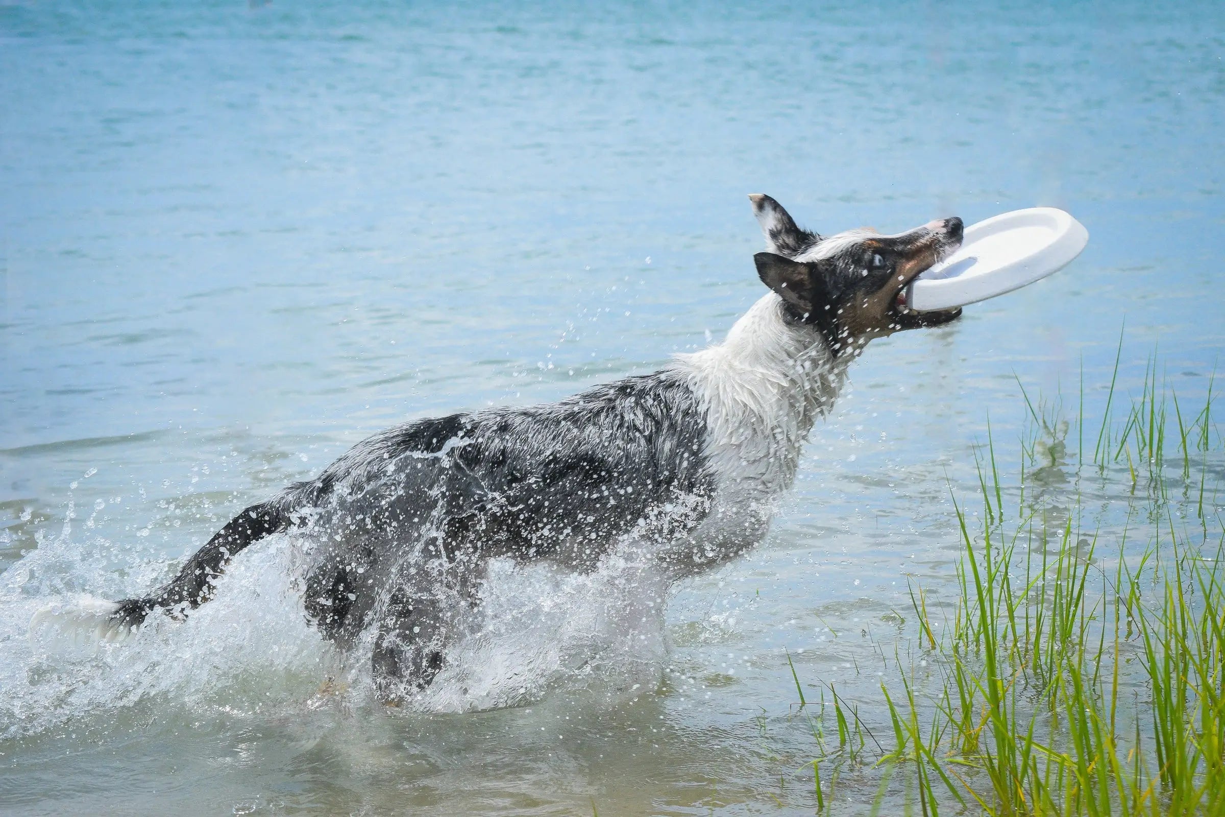 Border Collie jumping out of the water to catch a Bluewater Dog white frisbee in the air.