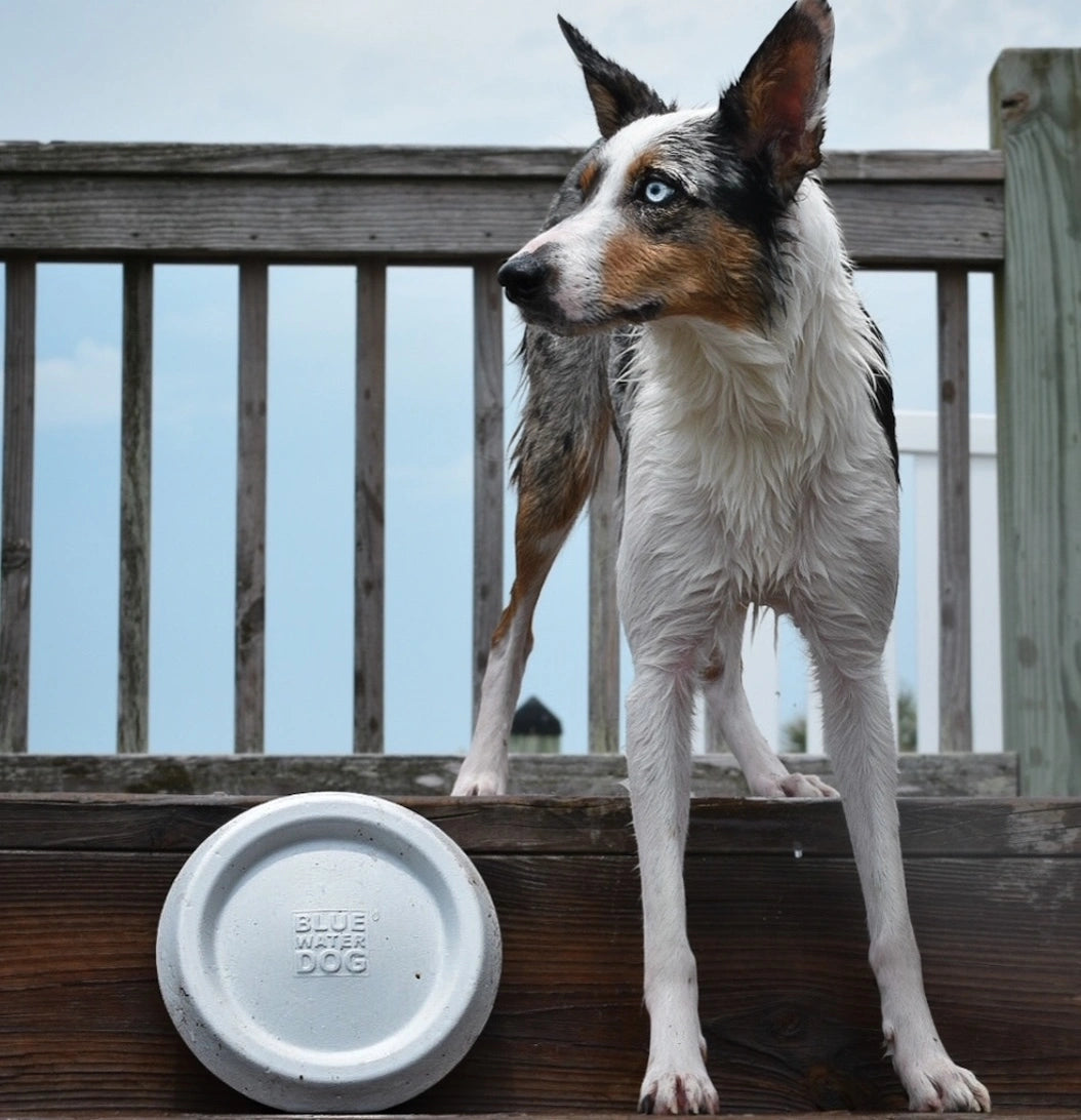 A wet Border Collie is standing beside a white dog frisbee with a lake in the background.