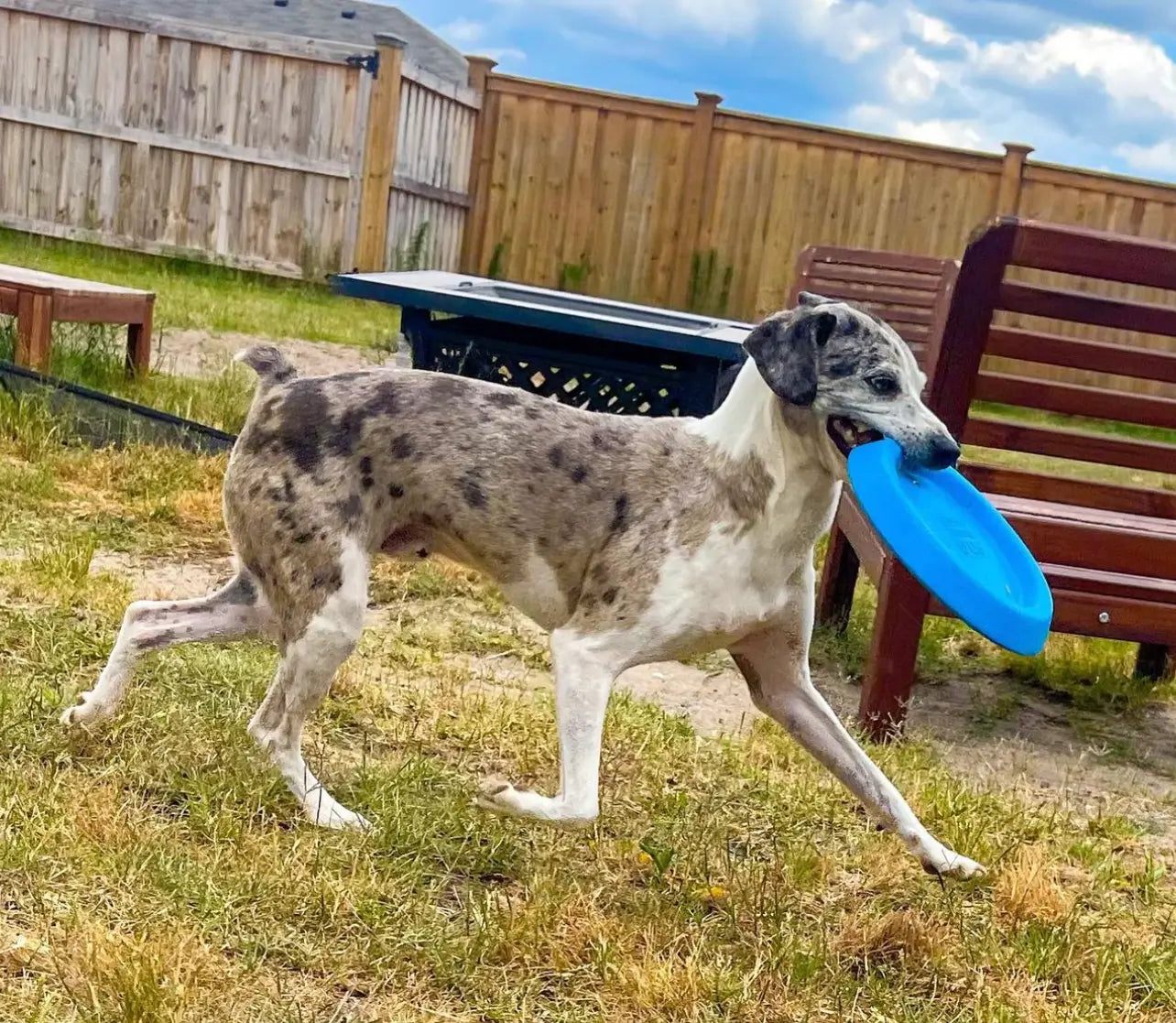 Dog running with a blue dog frisbee in it's mouth.