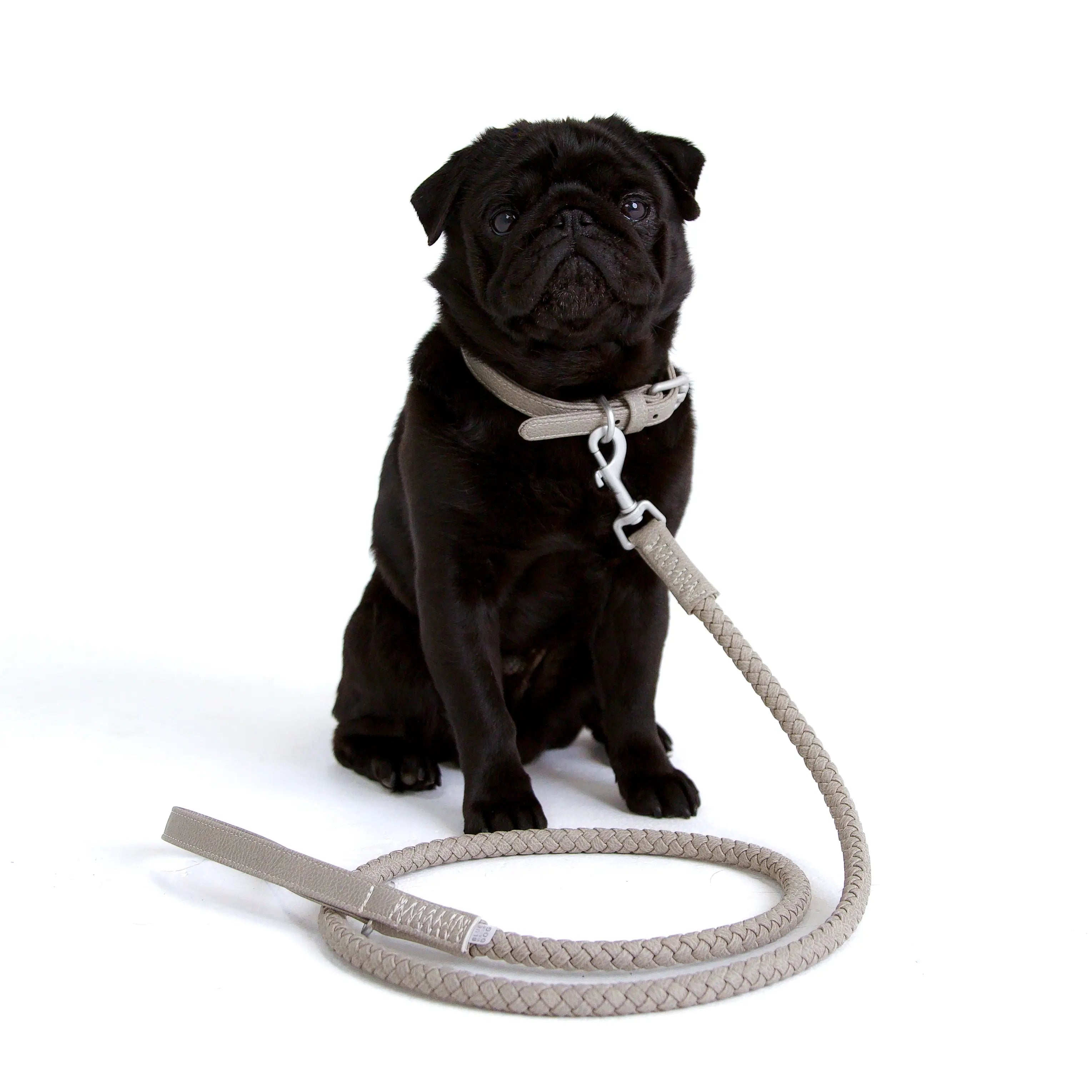 Bluewater Dog Collar in Winter