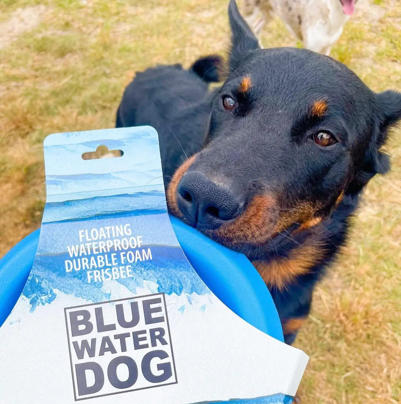 Beauceron is sniffing a blue dog frisbee in it's packaging.