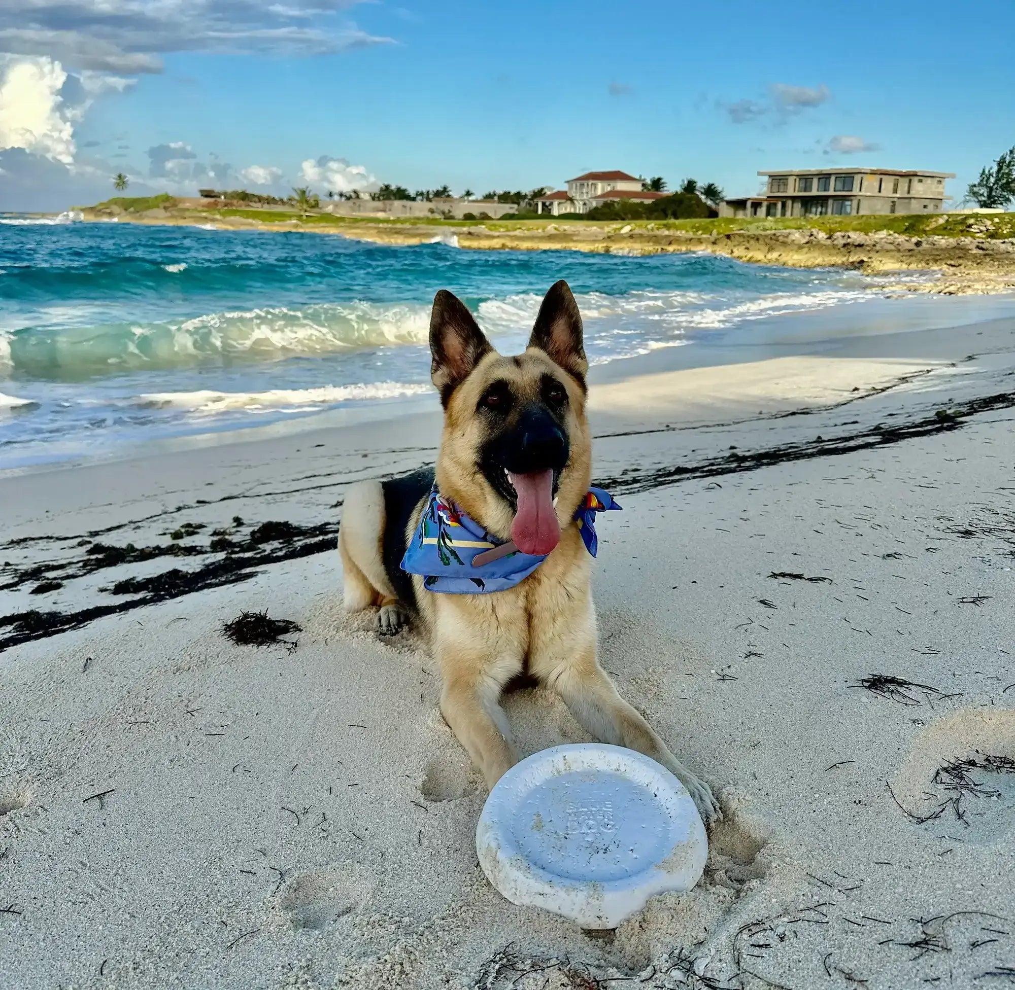German Shepherd laying on the beach with a white dog frisbee in front of it.